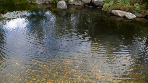 Hassle-Free Pond Cleaning: Leave the Work to the Professionals